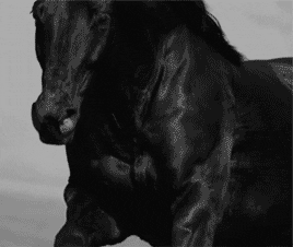 cavalo, cheval, étalon noir, galop
