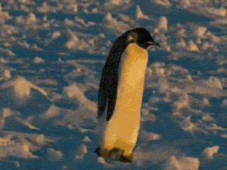pingouin, tomber, neige, arctique