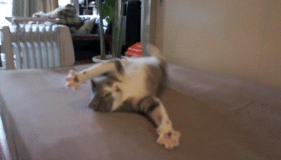 chat fou drole lol funny cat animal Image, animated GIF