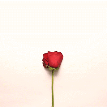 flor, petales de rose, coeur