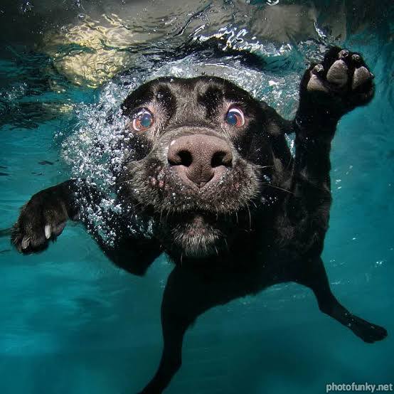 chien marrant, plongée, eau, mignon