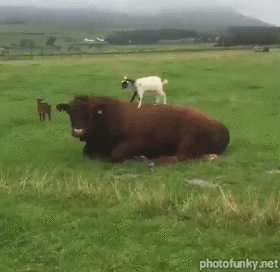 chèvre, bison, mignon