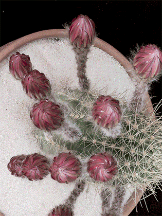 fleurs de cactus, timelapse