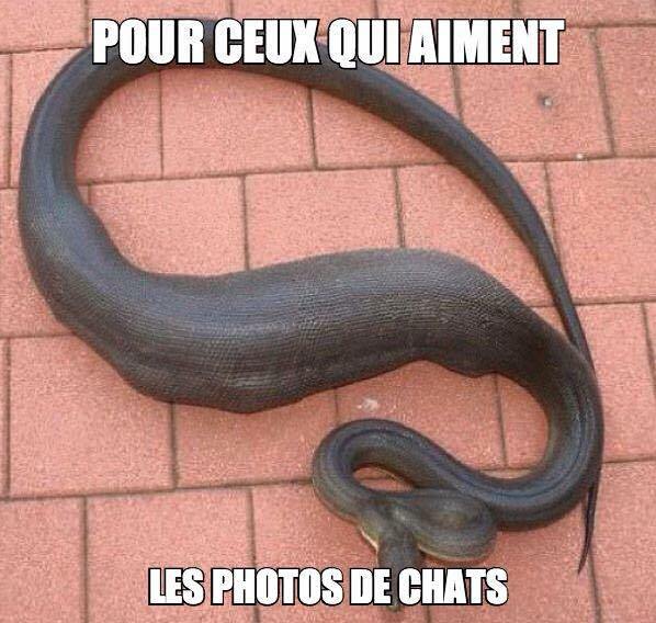meme, lol, pour ceux qui aiment les photos de chats, serpent, humour noir