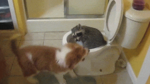 puppy and racoon, chiot et raton laveur, toilettes, funny pets, animaux droles