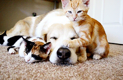 chatons et chien, labrador, cute, mignon