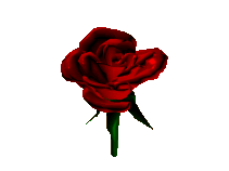 rose rouge, fleur