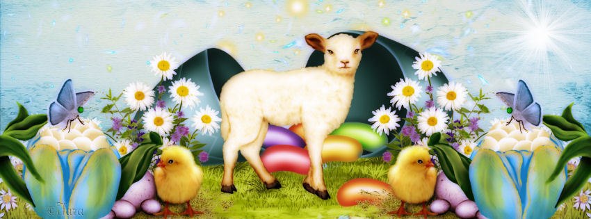 mouton, poussins, couverture fb, facebook cover
