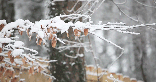 hiver, neige, winter, snow, cinemagraph, arbre, feuilles