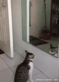 chat, miroir