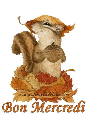 ecureuil, automne, bon mercredi