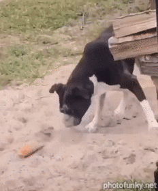 chien, sable, boxer drôle