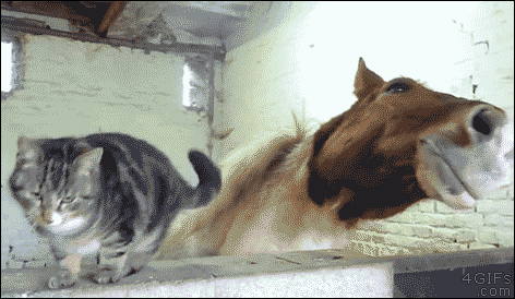 chat et cheval calin animaux mignons lol Image, GIF animé