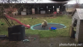mouton, trampoline