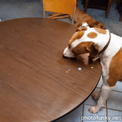 chien qui essaie de manger des bonbons sur la table