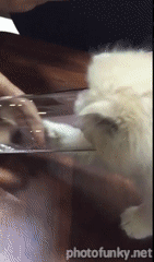 chaton, chat qui boit dans un verre d'eau