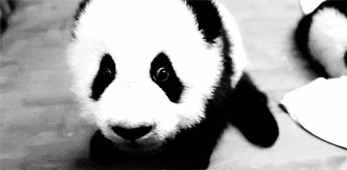 panda, super cute, animal mignon, noir et blanc