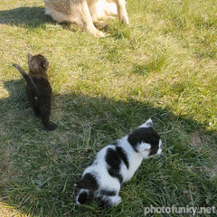 chaton, chat, chien, bébé, mignon