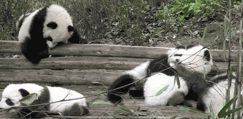 bebes pandas, panda, animal mignon