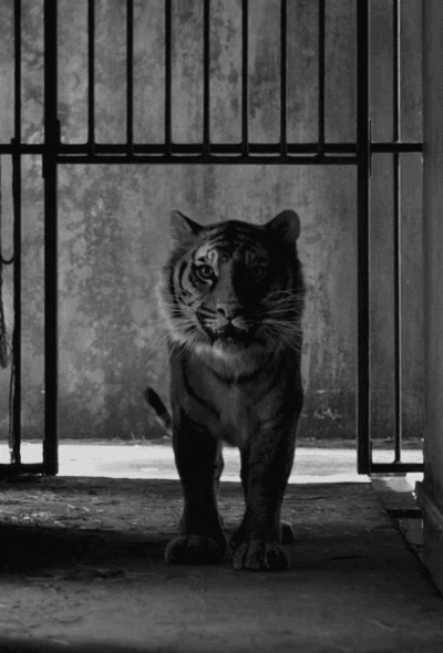 tigre, felin, tiger, big cat, noir et blanc