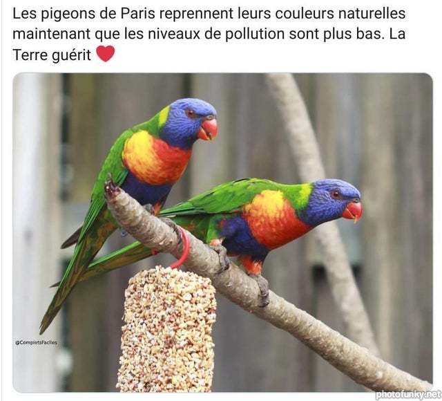 les pigeons de paris reprennent leurs couleurs naturelles maintenant que les niveaux de pollution sont plus bas, la terre guérit, coronavirus, confinement