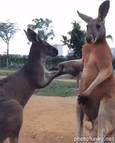 kangourou, wallaby