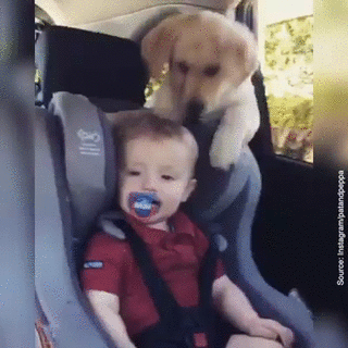 chien, enfant, voiture