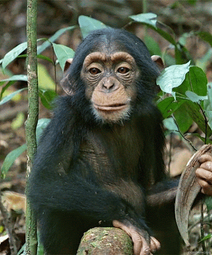 singe, chimpanze, monkey, chimp, animal sauvage, wild