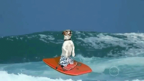 chien, surf, body board, vague