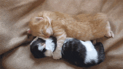 cat, kitten, hug