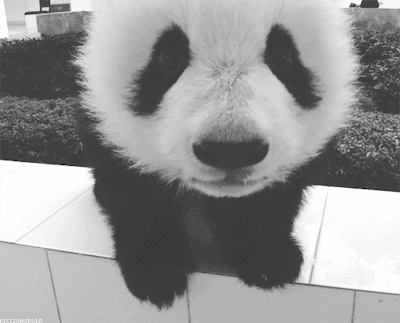 panda, animal mignon, noir et blanc