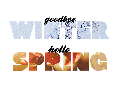 goodbye winter hello spring, printemps, fleurs de cerisier, petales, blossom, spring, nature