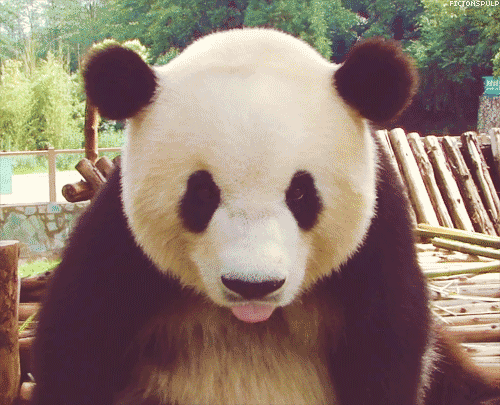 panda qui tire la langue, animal mignon