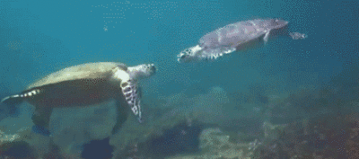tortues marines, nager, ocean, mer, fonds marins
