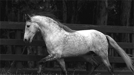 cavalo, cheval, noir et blanc